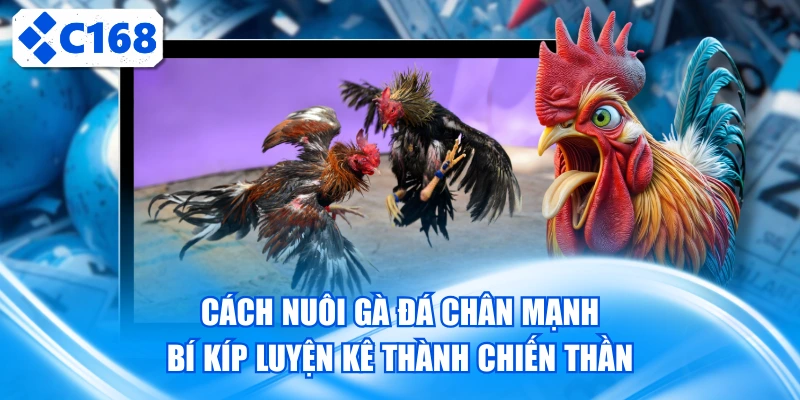 Cách nuôi gà đá chân mạnh